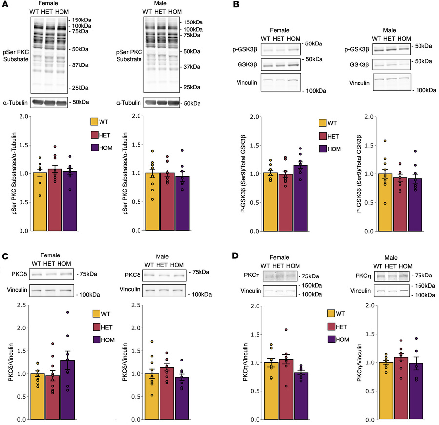 SCA14 mice have equivalent PKC substrate phosphorylation and PKC isozyme...