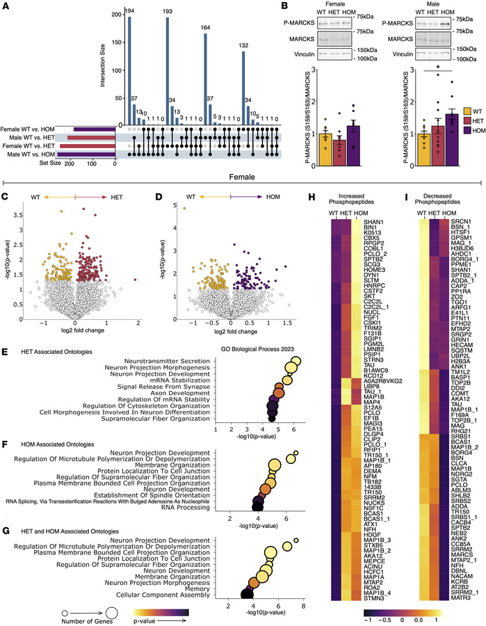 ΔF48 PKCγ rewires the cerebellar phosphoproteome in SCA14 mice.
Phosphop...