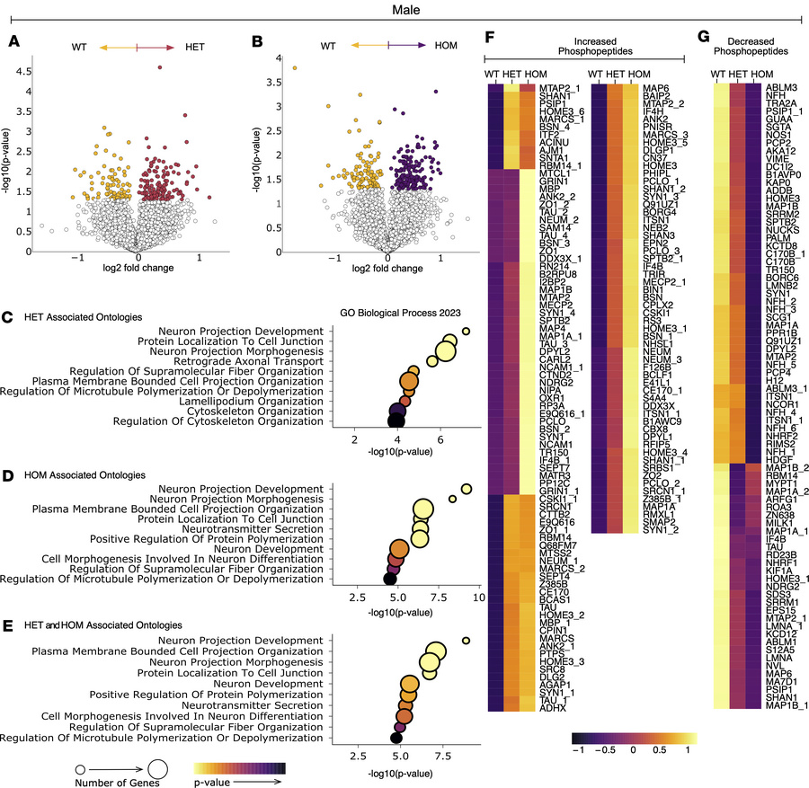 ΔF48 PKCγ rewires the cerebellar phosphoproteome in SCA14 male mice.
Pho...