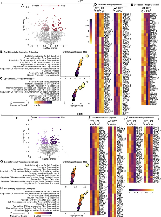 Sex differences in the SCA14 mouse cerebellar phosphoproteome.
Phosphopr...