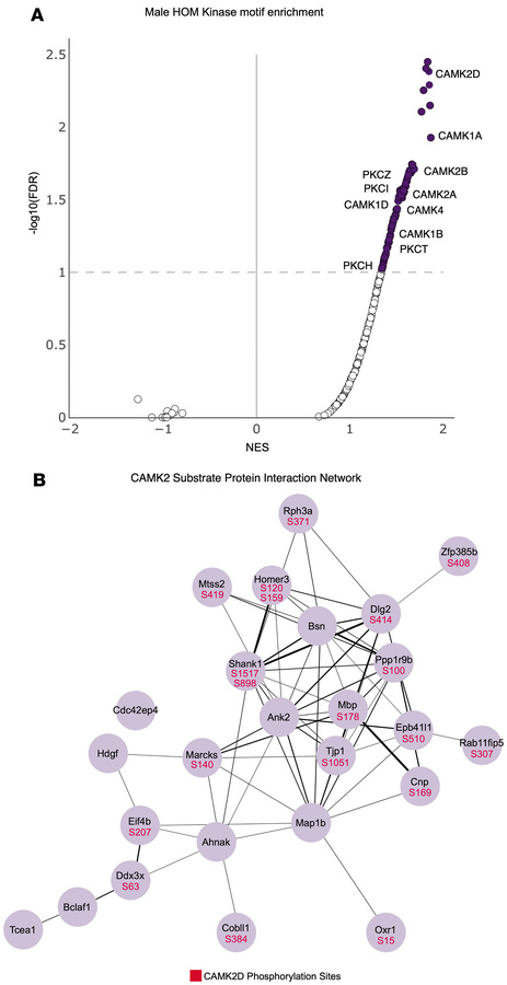 Kinase substrate motif enrichment analysis identified altered kinome sig...