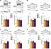SCA14 mice have equivalent PKC substrate phosphorylation and PKC isozyme le