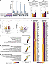 ΔF48 PKCγ rewires the cerebellar phosphoproteome in SCA14 mice.