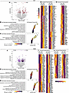 Sex differences in the SCA14 mouse cerebellar phosphoproteome.