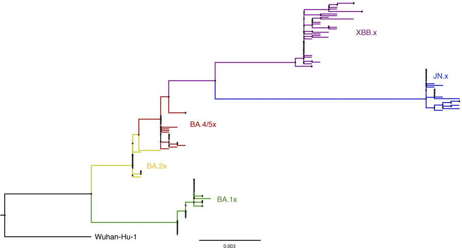Phylogenetic tree representing the infecting Omicron subvariants in this...
