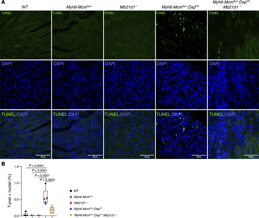 Effects of deletion of Mb21d1 gene on myocardial apoptosis.
(A) TUNEL-st...