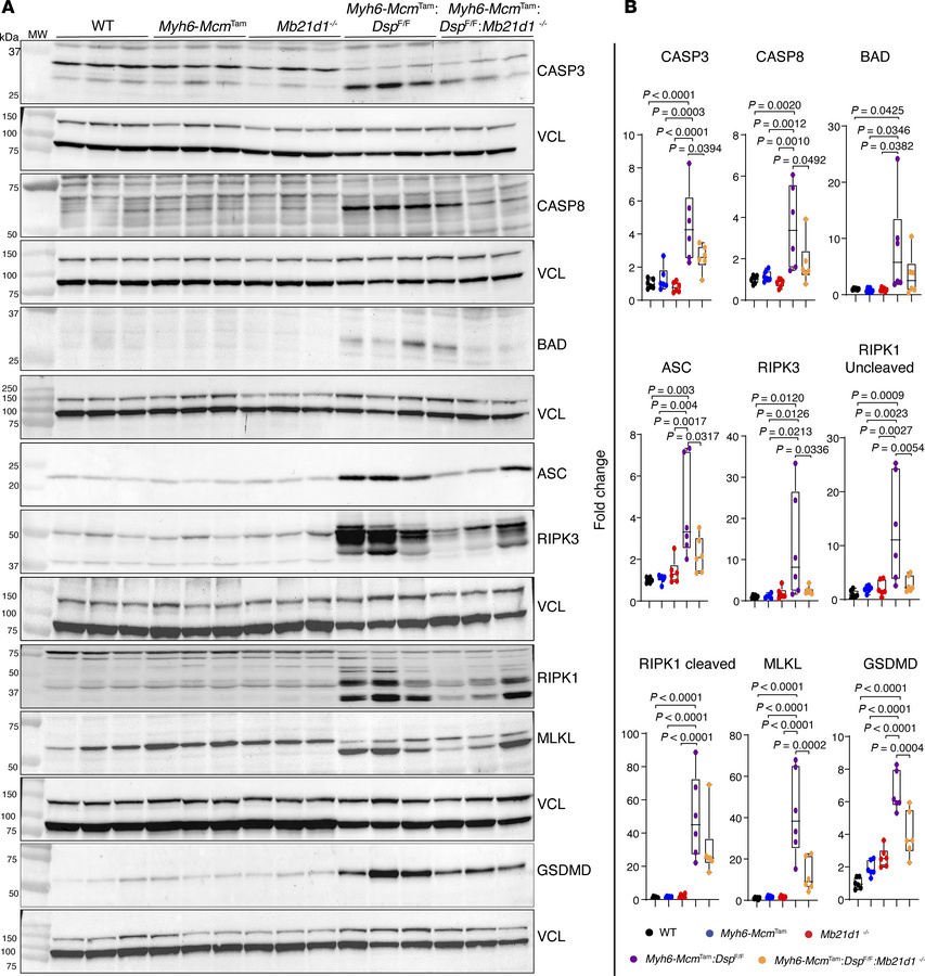 Effects of deletion of Mb21d1 gene on protein markers of cell death prog...