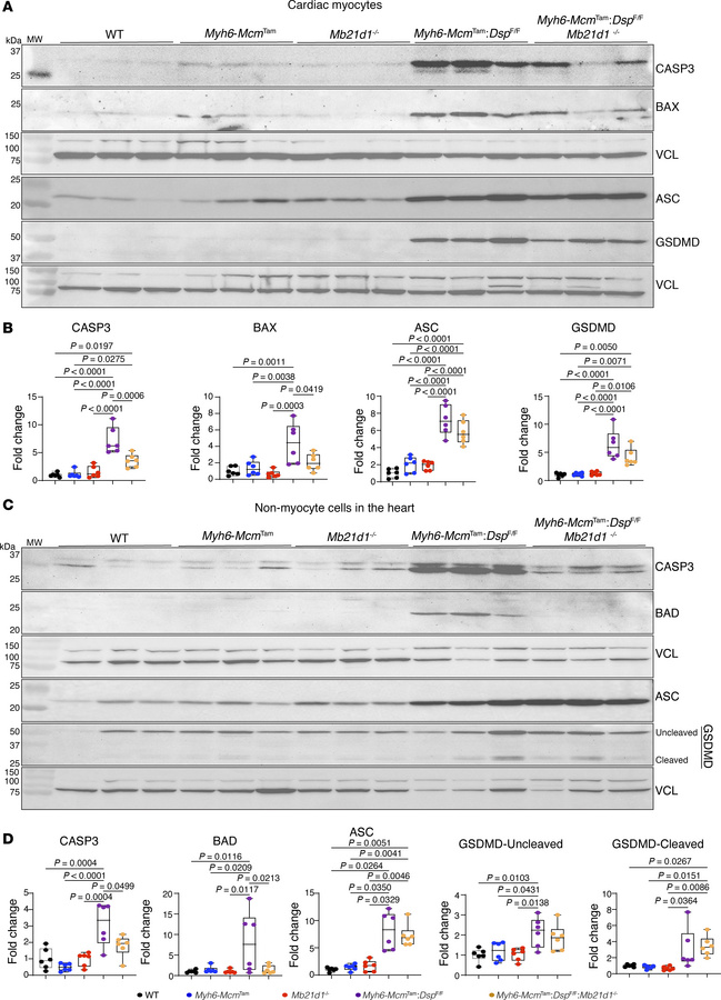 Effects of deletion of Mb21d1 gene on selected cell death proteins in my...