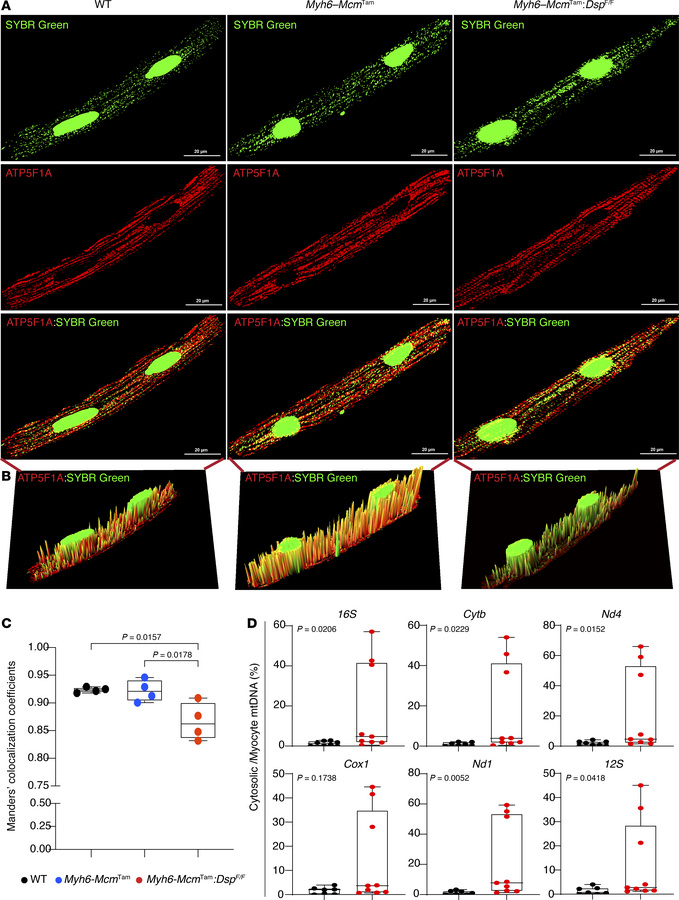 Detection of cytosolic mtDNA in cardiomyocytes.
(A) Confocal IF panels s...