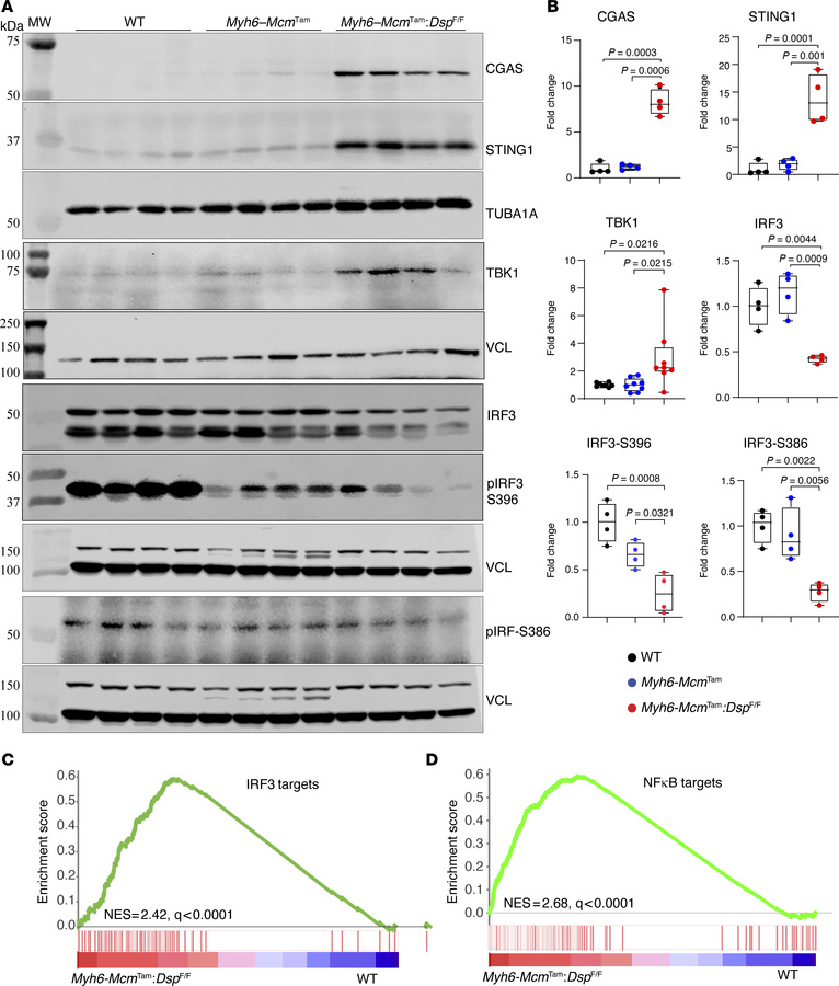 Activation of the CDSP pathway in the Myh6-McmTam Dspfl/fl cardiomyocyte...
