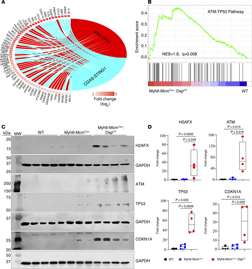 Activation of the ATM/TP53 pathway in the Myh6-McmTam Dspfl/fl cardiomyo...
