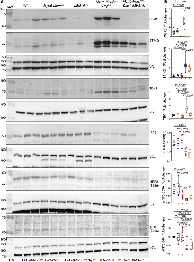 Genetic blockade of the CDSP pathway by deleting the Mb21d1 (CGAS) gene ...