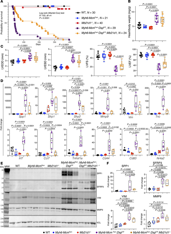 Effects of deletion of Mb21d1 gene on survival, cardiac function, and ex...