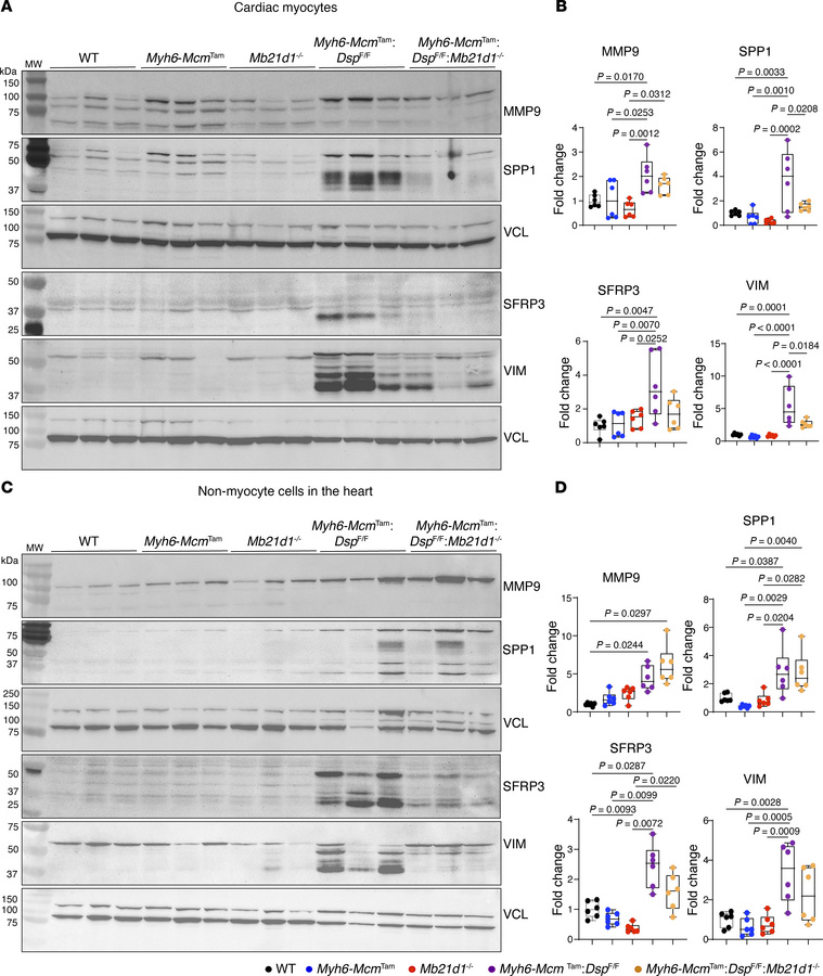 Effects of deletion of Mb21d1 gene on the expression levels of selected ...