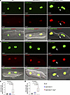 Detection of cytosolic nDNA stained with phosphorylated H2AFX or TP53BP1 in