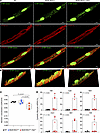 Detection of cytosolic mtDNA in cardiomyocytes.