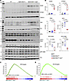 Activation of the CDSP pathway in the Myh6-McmTam Dspfl/fl cardiomyocytes.