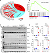 Activation of the ATM/TP53 pathway in the Myh6-McmTam Dspfl/fl cardiomyocyt
