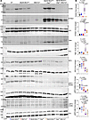 Genetic blockade of the CDSP pathway by deleting the Mb21d1 (CGAS) gene in