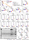 Effects of deletion of Mb21d1 gene on survival, cardiac function, and expre