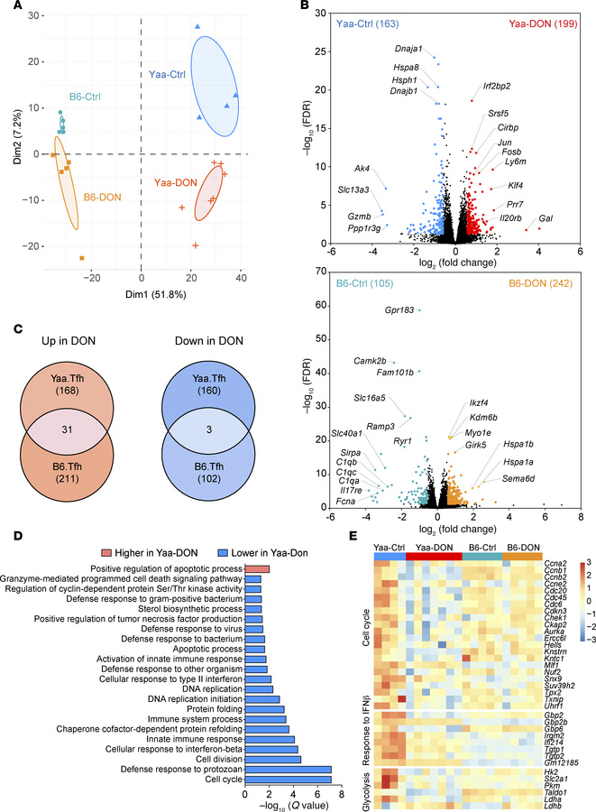 DON differentially regulates the transcriptomic programming of W.Yaa Tfh...