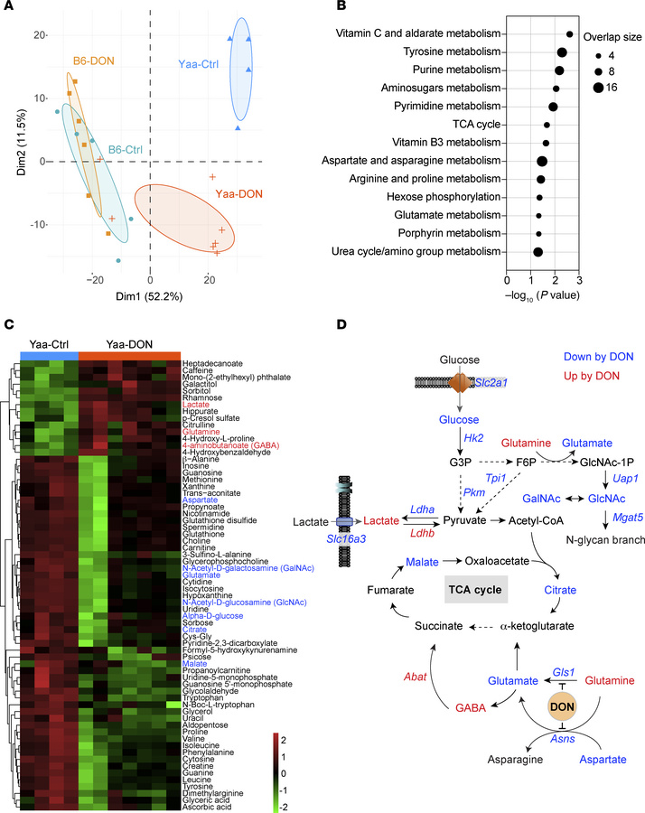 DON inhibits glycolysis and metabolically controls cell proliferation of...