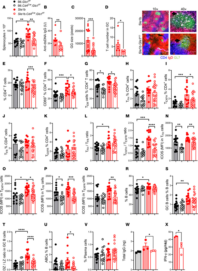 
Gls1 CD4-KO reduced the production of autoantibodies in aged Sle1b mice...
