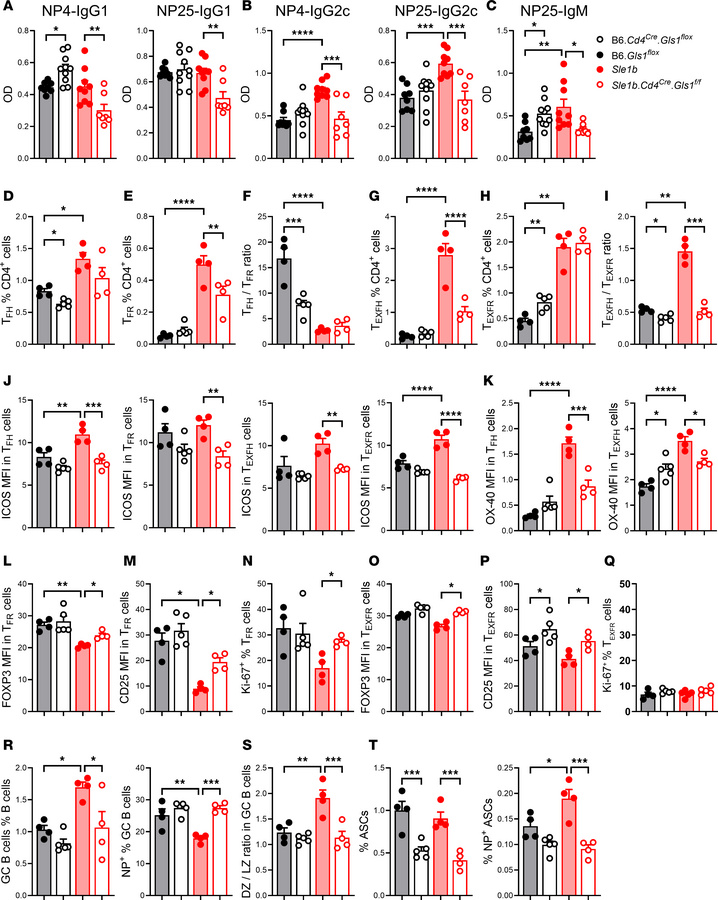 
Gls1 CD4-KO altered the humoral response to NP-KLH immunization.
(A–C) ...