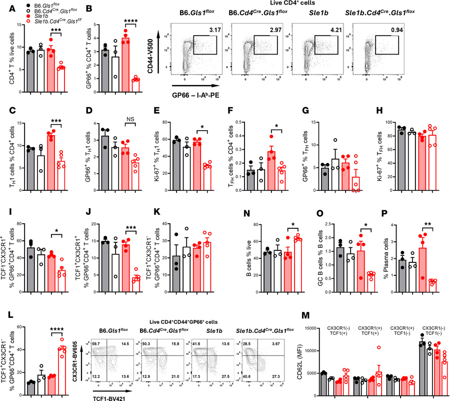 
Gls1 CD4-KO reduced CD4+ T and B cell responses to LCMV infection.
Sple...