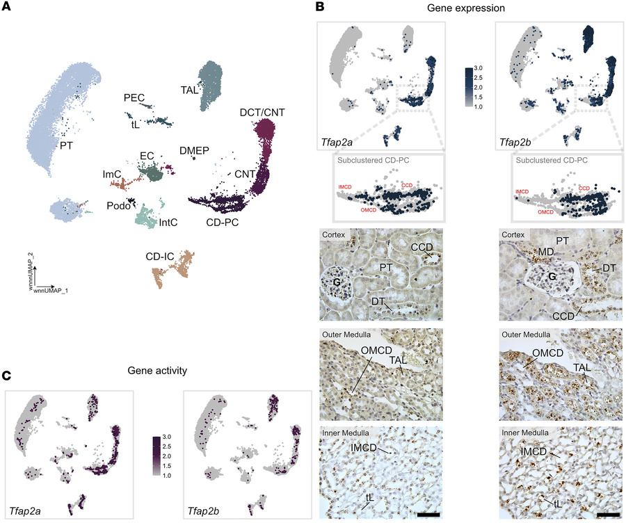 Transcription factors Tfap2a and Tfap2b show partly overlapping gene exp...