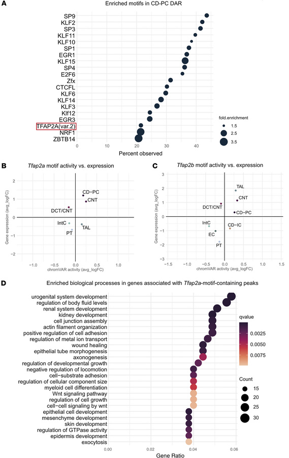 Transcription factor Tfap2a shows increased regulatory activity in colle...