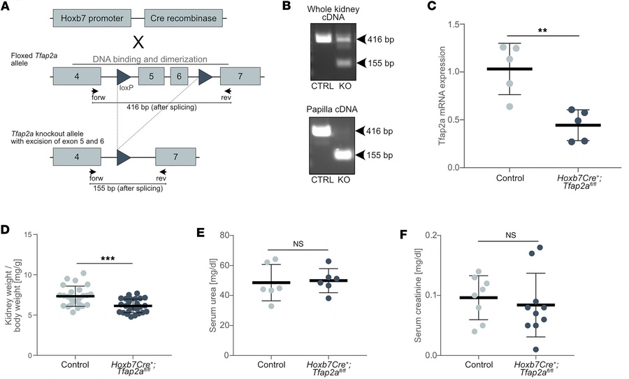 
Hoxb7Cre+;Tfap2afl/fl mice display reduced kidney weights but normal ki...