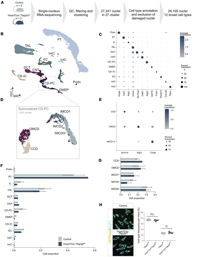 
Hoxb7Cre+;Tfap2afl/fl mice show no overt changes in cell type abundance...