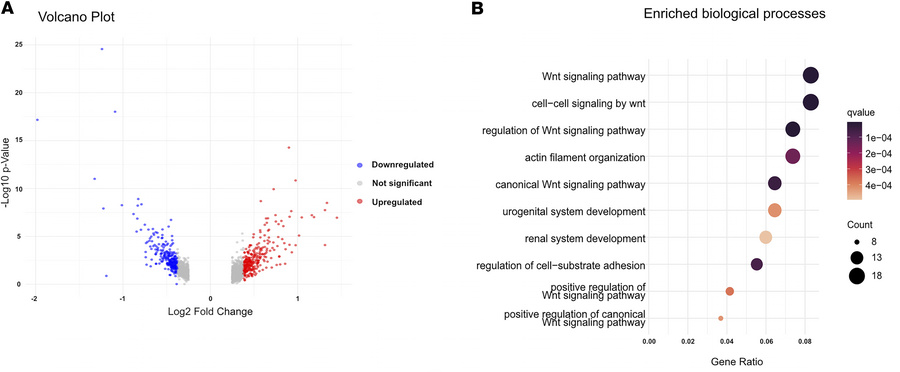 Transcriptomic changes and enriched biological processes in Tfap2a-defic...