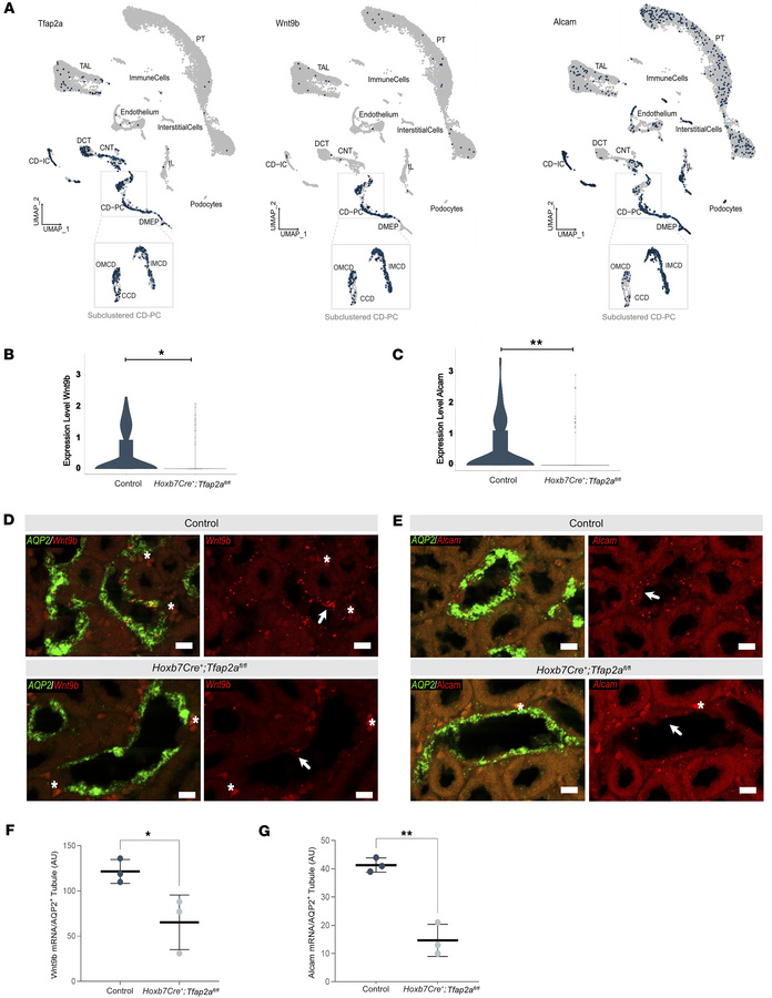 
Tfap2a regulates Wnt signaling and cell adhesion.
(A) Feature plot disp...