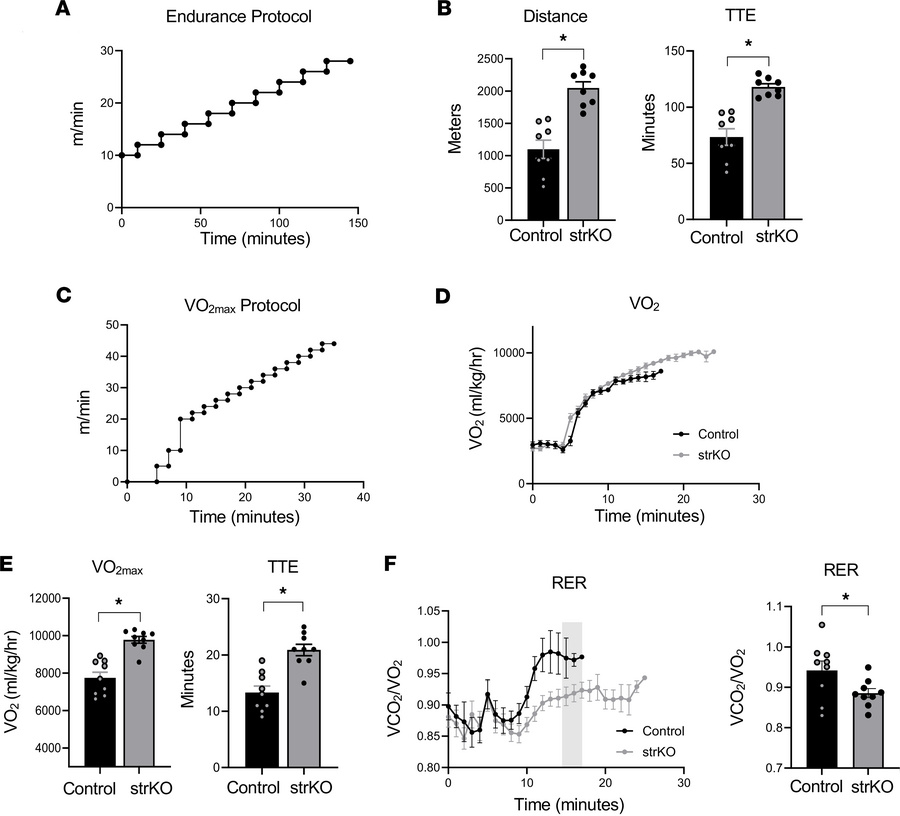 strNrip1–/– mice display enhanced endurance performance.
(A) Schematic o...