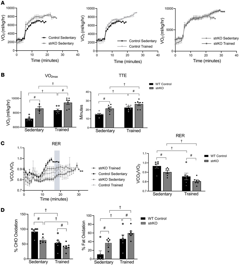 strNrip1–/– mice are capable of training to a VO2max beyond baseline end...