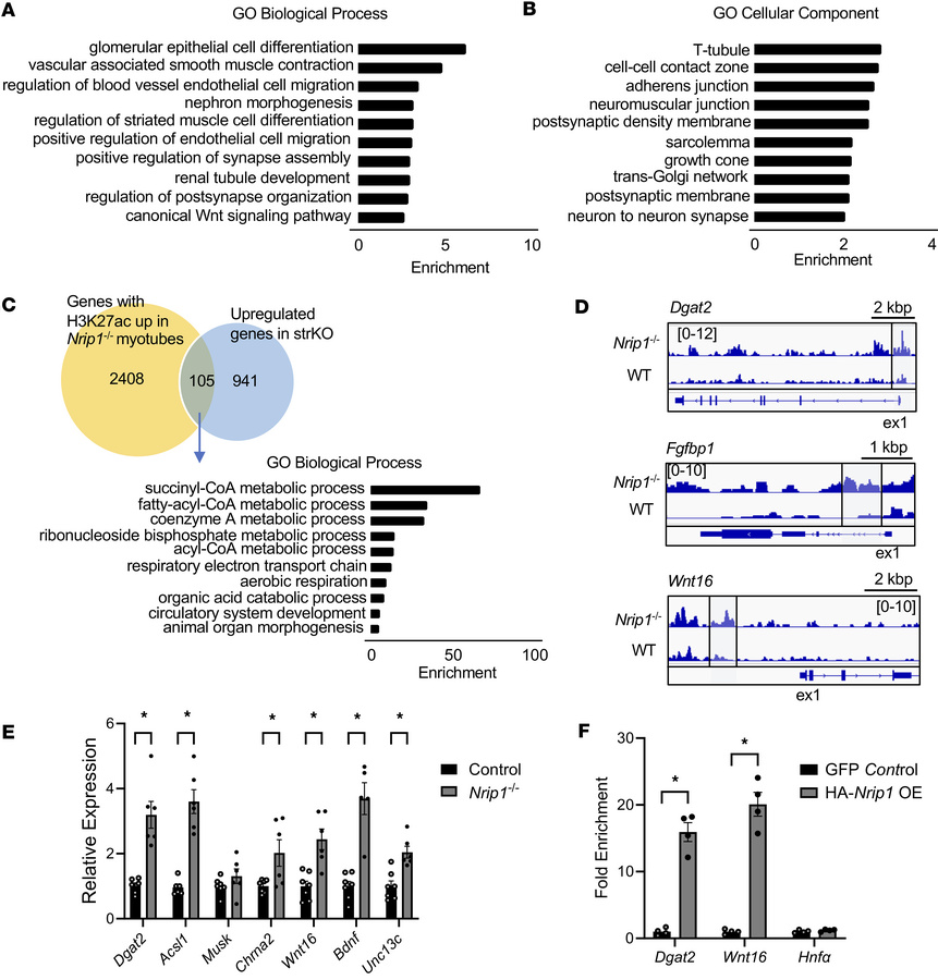 CUT&amp;RUN sequencing reveals RIP140 targets involved in mitochondrial ...