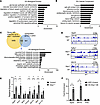 CUT&RUN sequencing reveals RIP140 targets involved in mitochondrial functio