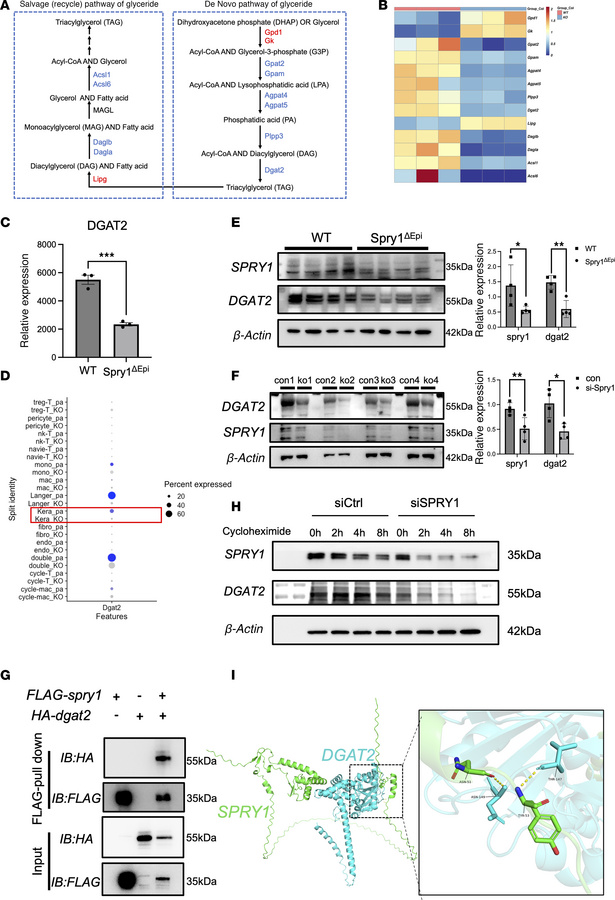 SPRY1 is associated with DGAT2 expression and stability in keratinocytes...