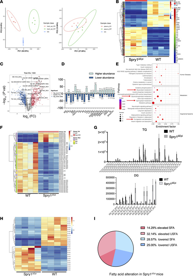 Altered lipid profiles in the epidermis and plasma of Spry1ΔEpi mice.
(A...