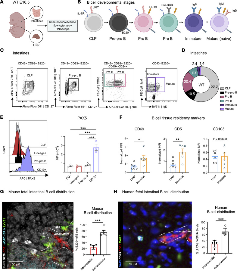 Fetal mouse intestines recapitulate human B cell development.
(A) Schema...