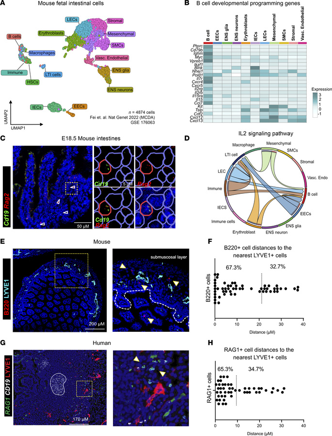 Epithelial and stromal cells express molecular signals that may support ...