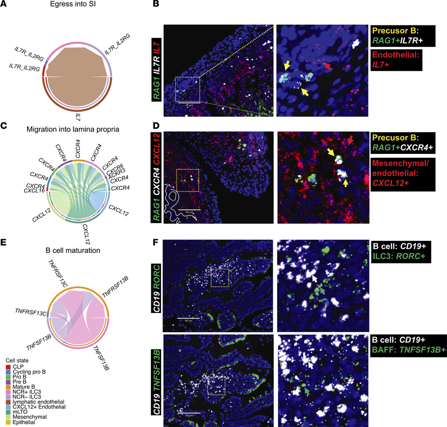 Humans share a common scaffold with mice that are capable of supporting ...