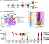 Characterization of fetal B cells in the SI.