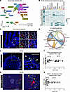 Epithelial and stromal cells express molecular signals that may support B c