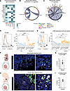 LTi cells in mouse intestines reside proximal to B cells with predicted int