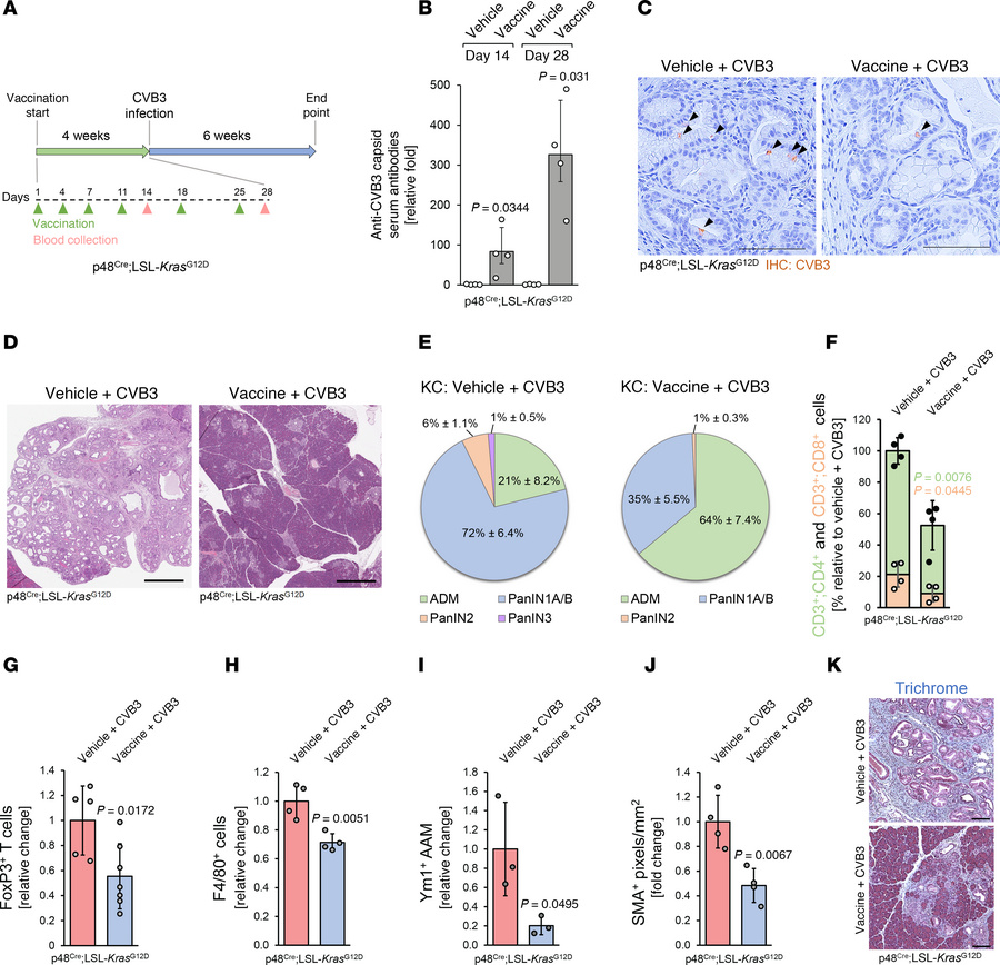 A preclinical proof-of-principle experiment demonstrating that vaccinati...