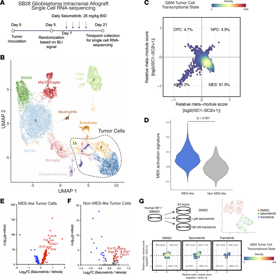 ScRNA-Seq of SB28 intracranial allografts and GBM43 glioblastoma neurosp...