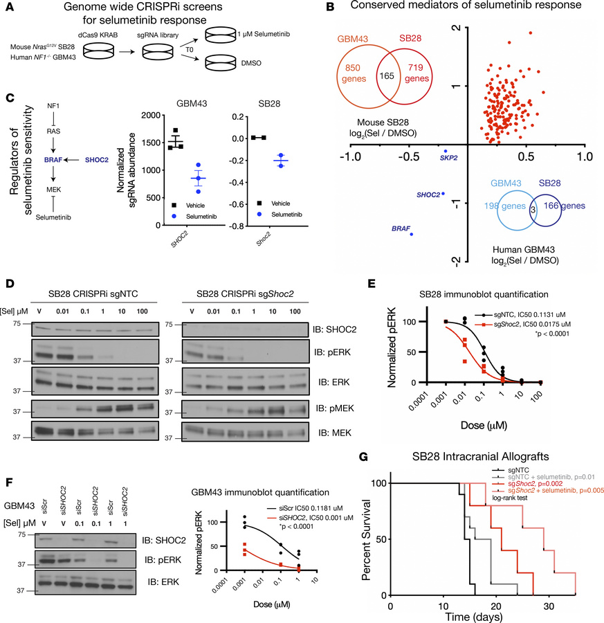 Genome-wide CRISPRi screens in glioblastoma cells reveal cell cycle gene...